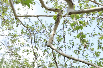 Beautiful tree crown with green leaves as background, closeup