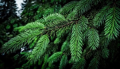  lush evergreen fir needles with raindrops, nature texture background for web design, branding, and print media