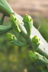 Eastern Prickly Pear Cactus (Opuntia humifusa) devil's-tongue or Indian fig, wild plant in nature closeup shot, prickly pear is a species of cactus that has long been a domesticated crop plant
