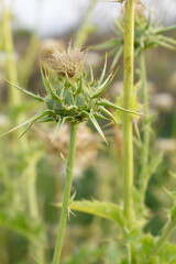 Pink milk thistle flower on green background, Field with Silybum marianum (Milk Thistle) , Medical...