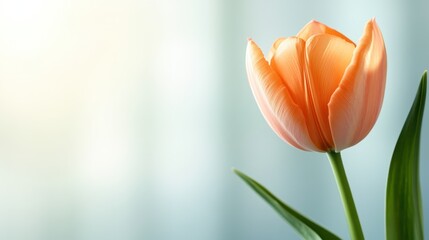 Naklejka premium A close-up view of a delicate orange tulip standing proudly against a bright backdrop, symbolizing renewal and the beauty of nature during the spring season.