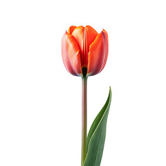 Tulip png