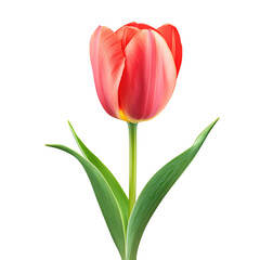 Fototapeta premium Tulip png