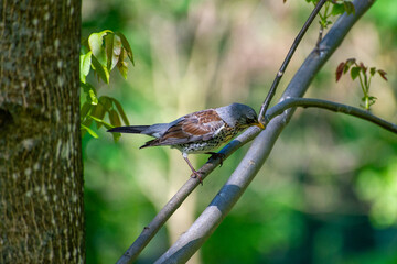 fieldfare sitting on the grass
