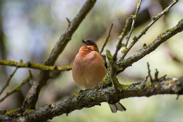 eurasian chaffinch perched on a tree branchnd singing