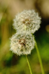 Fototapeta premium Löwenzahn Pusteblume 