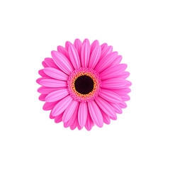 Vibrant pink gerber daisy bloom isolated on a deep black background beautiful floral design for various creative purposes