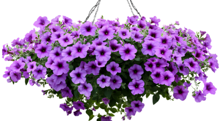  Beautiful pink petunias in full bloom, hanging basket arrangement isolated on a transparent background. 