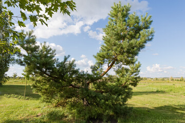 Pine with cut middle and top parts growing in park