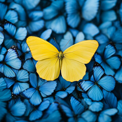 Standing out from the crowd concept. High angle view of a yellow butterfly over many blue ones with copy space