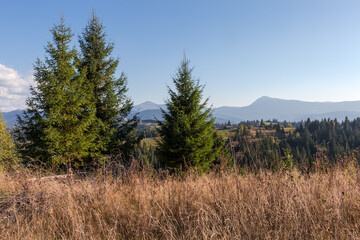Fototapeta premium Spruces separately growing on mountain meadow in autumn sunny day