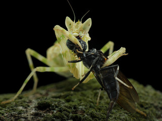 An Orchid Mantis (Hymenopus coronatus), with its delicate, flower-like appendages, is shown in a close-up as it devours a dark-bodied insect.