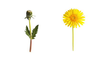Title: Fresh Yellow Dandelion Flower with Green Stem on White Background