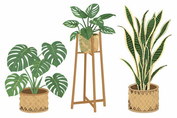 Obraz premium 15 wooden plant stands with tropical foliage, monstera, snake plant, pothos, indoor plants in woven rattan pots, natural wood, minimalist, clean, bright lighting, studio shot, high quality, detailed