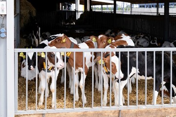 Group of calves resting in a barn during the afternoon at a dairy farm near the countryside