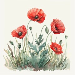 Watercolor illustration of poppy growing on the ground with soft, natural tones.