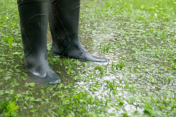 Household flooding causing standing water in the yard while wearing rubber boots in rainy conditions