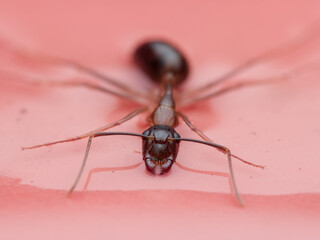 Carpenter ant dead on the water