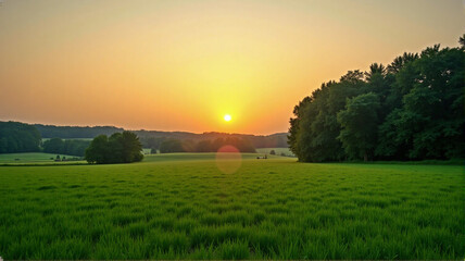 sunset over the field