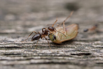 Caribbean crazy ant eat stink bug on the rotten wood