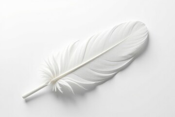 Obraz premium Elegant white feather against pure white backdrop, feather, plume, soft