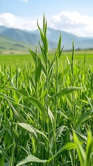 Obraz premium A close-up view of a field of vibrant green grass with a mountain range in the background