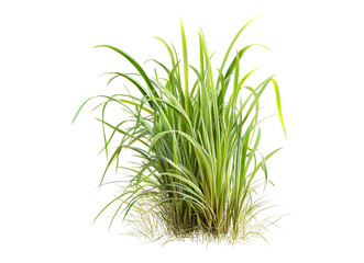 Fototapeta premium Harvesting fresh lemongrass