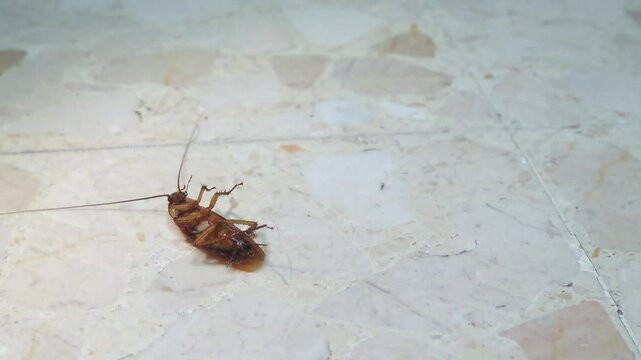 Dying cockroach sprawling helplessly on ceramic tile, succumbing to lethal pesticide effects with minimal movement remaining