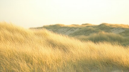 Obraz premium Golden Grasses on Coastal Dunes Under Sunlight at Ground Level with Out of Focus Background Showing Details Textures Soft Glow and Beautiful Summer Scenery