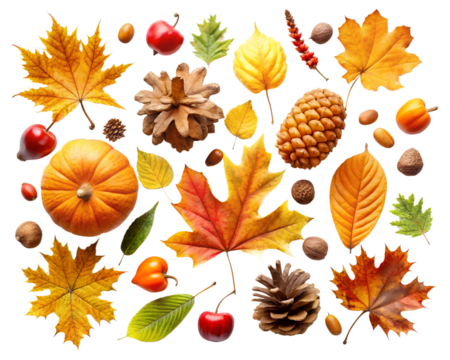 autumn leaves seamless pattern isolated on white background. Transparent PNG file type available .