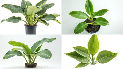 Four potted plants, different angles, vibrant green leaves