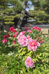 建仁寺のボタン