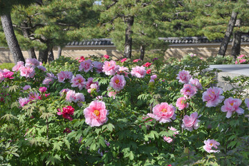 建仁寺のボタン