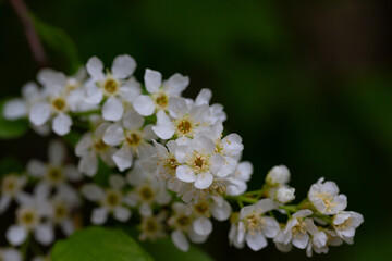 In spring, bird-cherry tree (Prunus padus) grows and blooms in nature.