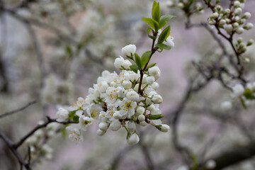 White cherry blossoms on a branch in the garden, also known as cherry blossoms. Cherry blossom tree, selective focus.