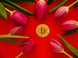 Golden bit coin in the center of the image on red color background and red fresh tulips pointing to...