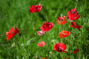 Obraz premium Red poppy flowers are the main focus of the image, surrounded by green leaves and grass. The flower is the only thing that stands out in the scene. Summer time bloom time. Colors and shape of nature.