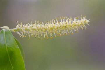 Flower of the whte willow (Salix alba) in spring
