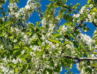 Fototapeta premium View into the blossoming treetops of the yellow cherry 
