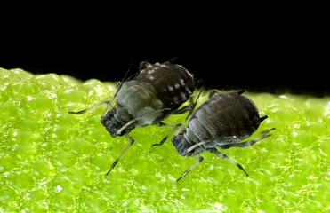 Extreme Macro of Two Aphids on Vibrant Green Surface