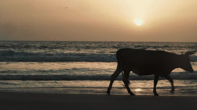la silhouette d'une vache traverse la plage de casamance en toute libert&eacute; devant l'oc&eacute;an atlantique et son cr&eacute;puscule