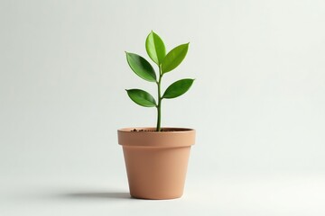 Fototapeta premium Single plant in a pot, isolated on white background, detail, hue, root