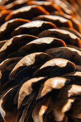 Close up of pine cone