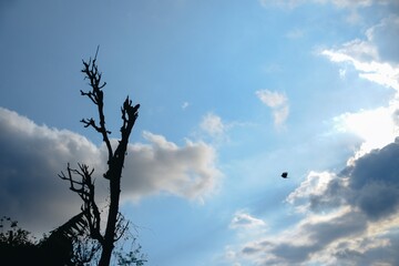 Silhouette of a Bare Tree and Flying Bird Against a Cloudy Sky