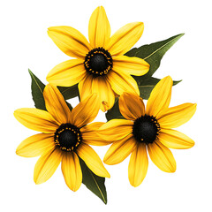 Obraz premium Three Yellow Black Eyed Susans on Transparent Background