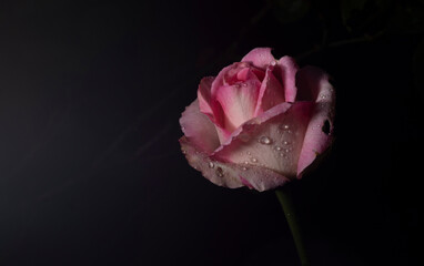 Uma bela e singela flor chamada rosa. A beleza da natureza. Bela flor. Bela rosa.