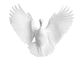 Obraz premium Pristine white duck