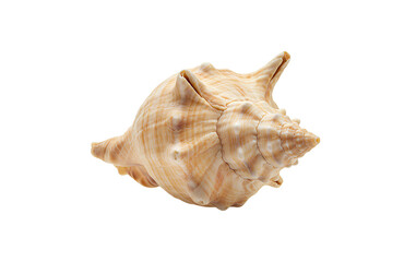 Fototapeta premium seashell png. sea shell top view png. ocean seashell flat lay isolated. Single sea shell PNG for summer beach graphics shell collections and ocean inspired creative projects