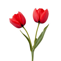 Naklejka premium Two Red Tulips on a Stem on Transparent Background