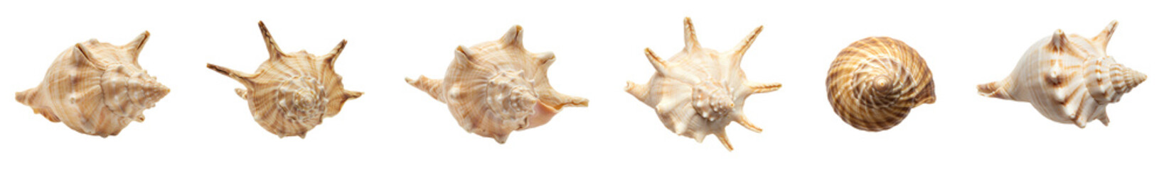 seashell set png. sea shell top view png. ocean seashell flat lay isolated. Single sea shell PNG for summer beach graphics shell collections and ocean inspired creative projects